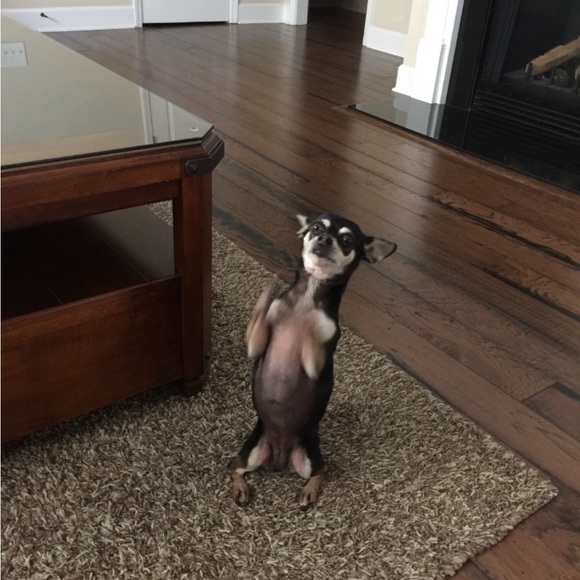 Coco portrait - Picture 5 of 5